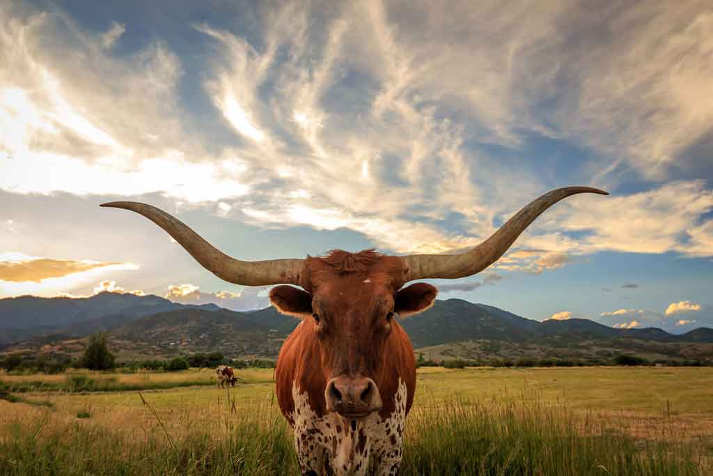 texas longhorn ranch fencing